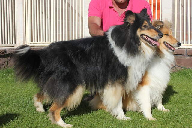 مولد نژاد راف کولی هندسام